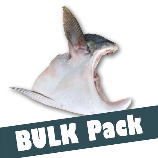 Yellowtail Collar (Hamachi Kama) 18 LB Bulk (10 Packs)
