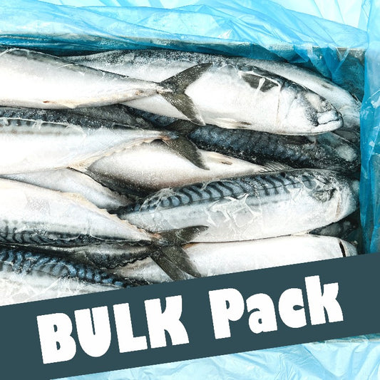 Frozen mackerel bulk pack arranged in a blue plastic-lined container, highlighting the freshness and size of the fish.