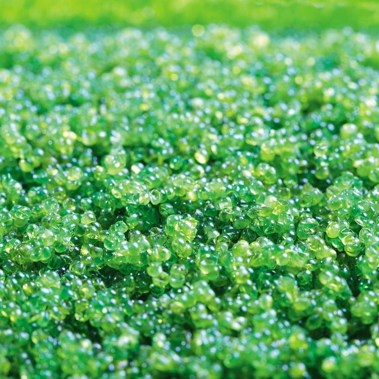 Close-up view of bright green Jalapeno Capelin Roe, showcasing the vibrant color and glossy texture of the roe