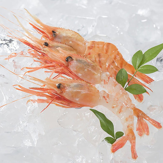 Close-up of fresh Botan Ebi (spot prawns) displayed on ice with garnish