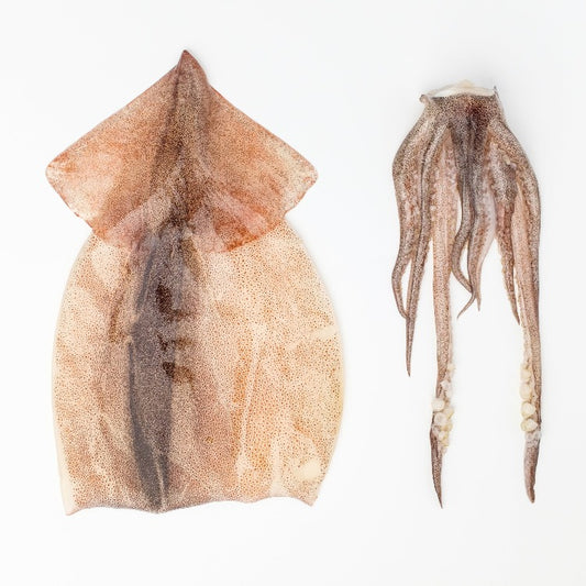 Whole cleaned squid displayed next to its tentacles on a white background