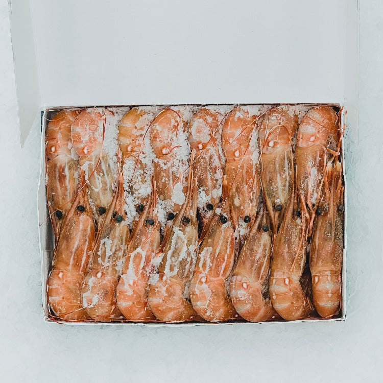 Top view of frozen Botan Ebi (spot prawns) neatly arranged in an open box on ice
