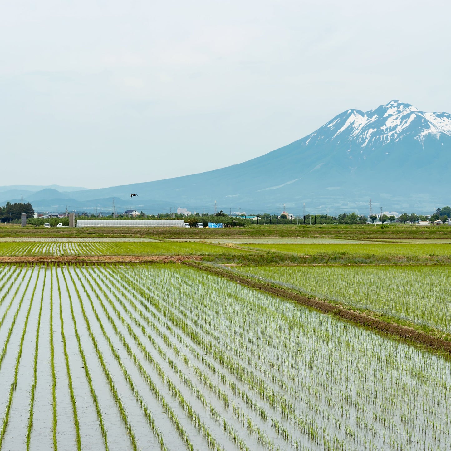 Scenic view of a rice field in Aomori, Japan, with mountains in the background